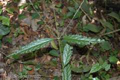 Achyranthes bidentata